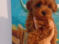 Minyatür toy poodle