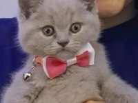 ORJİNAL SAFKAN BRITISH SHORTHAIR LILAC YAVRU