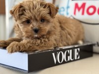 Petmode köpek çiftliğinden tea cup morkie