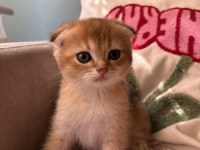 Golden scottish fold yavrular