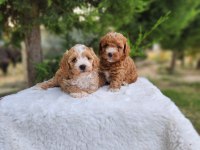 MALTİPOO YAVRULARIMIZ