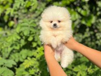 Teslime Hazır Pomeranian Boo Yavruları