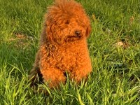 Orjinal maltipoo yavrular