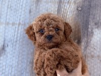 Kırmızı 0 numara teddy toy poodle