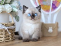 En Nadide Çikolata Point British Shorthair