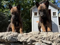 Belçika Malinois Bebekler
