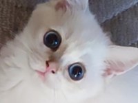 Safkan British Shorthair