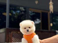 Sağlık ve ırk garantili pomeranian