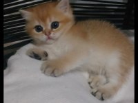 Safkan british kardeşler
