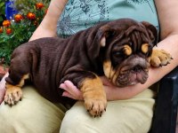 RENKLİ BULLDOG ÇOCUKLAR