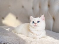 TEDDY BEAR İRİ GÖZ GERÇEK AYI SURAT BRİTİSH YAVRUM