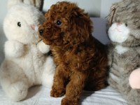 Elden Teslim Kore Toy Poodle