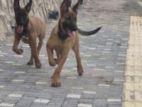 3 AYLIK EĞİTİME HAZIR ORİJİNAL MALİNOİS KÖPEKLER