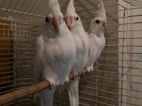 Yavru albino sultan papağanları