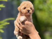 MİNNAK MALTİPOO YAVRULARIM YE YUVA ARIYORUM