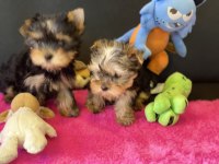 Wc eğitimli tea cup yorkshire terrier yavrularımız