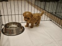 Kore Gerçek Teacup Ömür boyu garantili Maltipoo