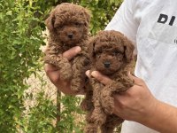 SAFKAN TOY POODLE YAVRULAR