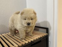 Üst Kalitede Mor Dil Chow Chow Yavrumuz