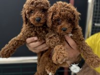 Petmode köpek çiftliğinde ziyarete açık toy poodle