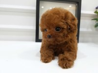 UYGUN BÜTÇELİ TOY POODLE BEBEKLERİM