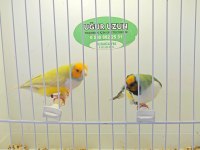 Şampiyondan üst seviye jumbo gouldian finch ispinoz