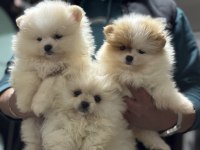 Ankranın en seçkin teddy face pomeranian yavruları