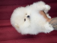 Irk ve sağlık garantili teacup pomeranian