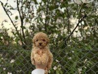 Maltipoo Güzelliği