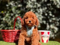Toy poodle yavrular