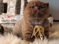 Kralın dönüşü safkan british teddy
