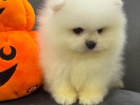 Ankaranın elit safkan pomeranian yavruları