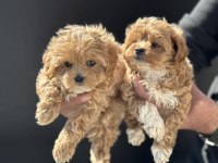 Petmode köpek çiftliğinden tea cup kore maltipoo