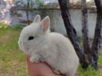 CÜCE EĞİTİLEBİLİR BEBEK TAVŞANLAR