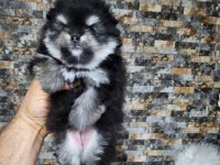 Muhteşem tüy yapısına sahip ok nadir bulunan pomeranian