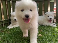 KARTOPU Samoyedler için SON FIRSAT