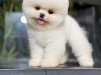 Kore Pomeranian Kar Beyaz boo