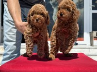 Petmode köpek çiftliğinde ziyarete açık toy poodle