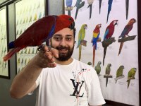 Mikro çipli belgeli evcil kırmızı eclectus papağanımız