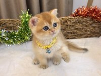 GOLDEN NY12 SAFKAN BRİTİSH BEBEKLER