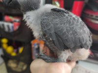 Jako bebek papağanımız