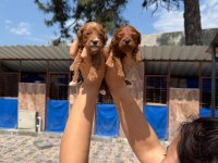 Maltipoo yavrusu köpeklerimiz