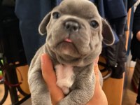 French bulldog yavrularımız yeni ailelerini arıyorlar