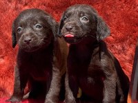 Labrador redriever sevimli yavrular