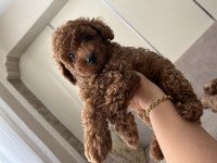 Evinizin neşesi poodle köpeğiniz