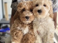Wc eğitimli maltipoo lar petmode den