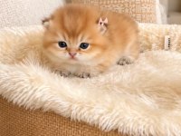 British shorthair yavruları