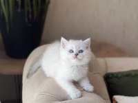 SEVİMLİ SURAT BRİTİSH SHORTHAİR YAVRUM