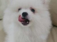 POMERANİAN BEBEKLERİMİZ
