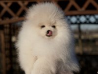9 aylık dişi pomeranian